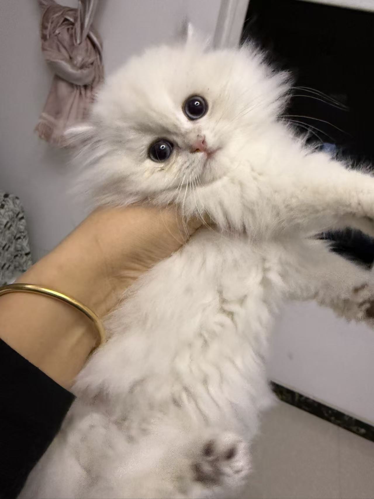 金点  性格好   血统纯正